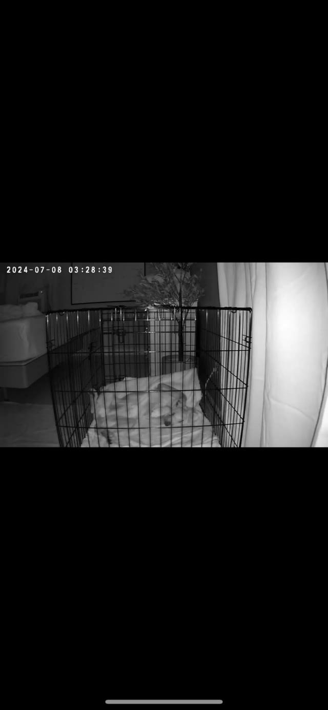 Golden Retriever puppy monitored by Kasa camera