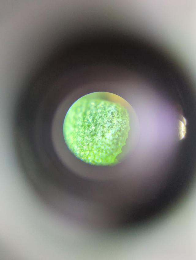 Close-up view of a leaf through the Carson MicroBrite Plus