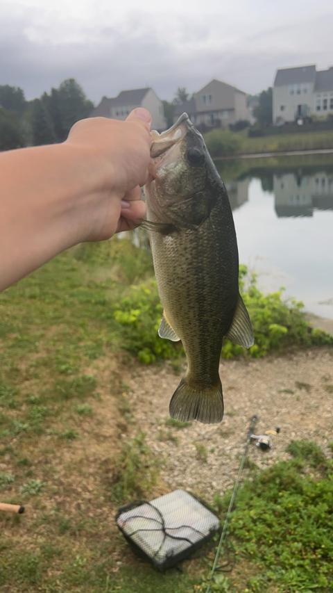 Color Variety of Braided Fish Line