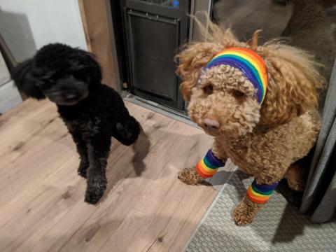 Poodle wearing sweatband