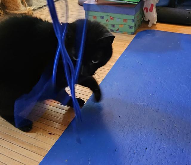 Cat playing with Shoemate lace