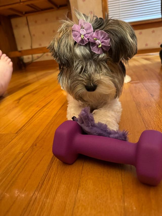 Dog with Amazon Basics Neoprene Dumbbell