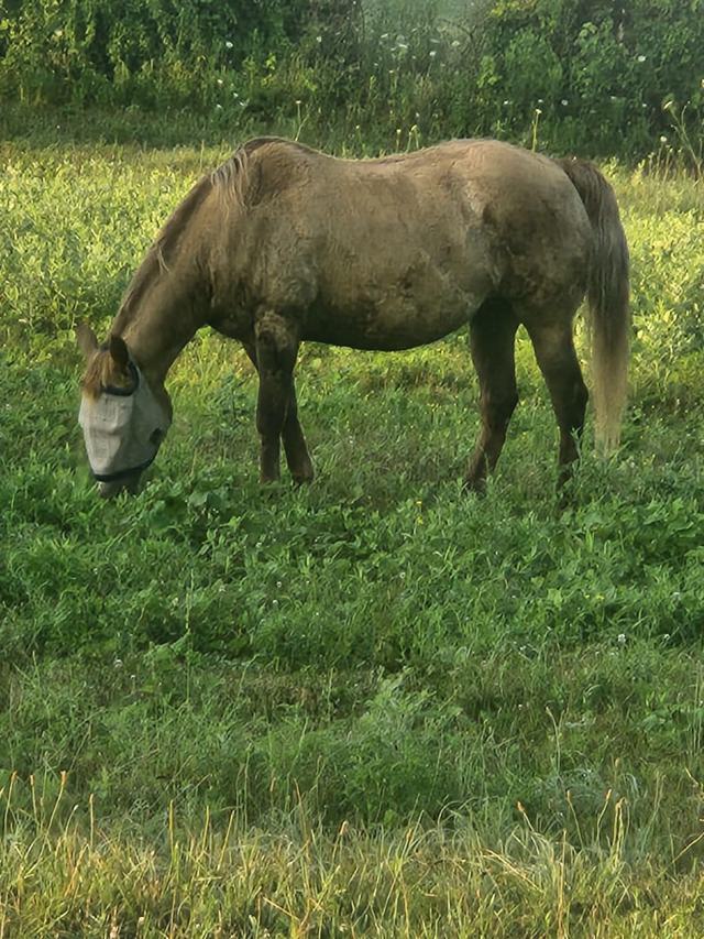 Blink camera monitoring livestock